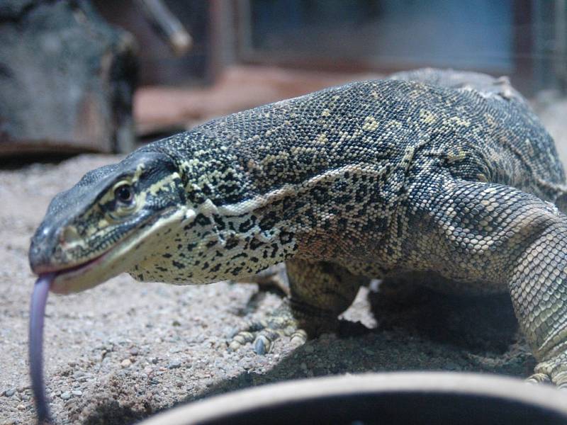 Olomouckou zoo obohatil Varan Gouldův, aby rozmnožil chov svého druhu na Svatém Kopečku.