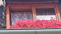Fotografie pořizoval můj 13letý syn. Letos poprvé nám na našem okně kvetou tyto červené surfinie, jinak míváme různé růžové, které si většinou pěstujeme sami ze semen.