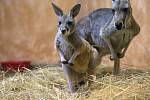 První přírůstek roku 2016 v olomoucké zoo byl klokan rudý, který opustil matčin vak hned první pracovní den roku, tedy 4.1.2016.