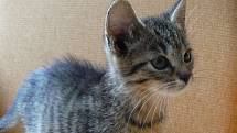 Šternbeští strážníci se minulý týden stali opatrovateli osmi koťat. Pět už jich má zajištěný nový domov. Dalším třem ještě budoucí páníčky hledají.