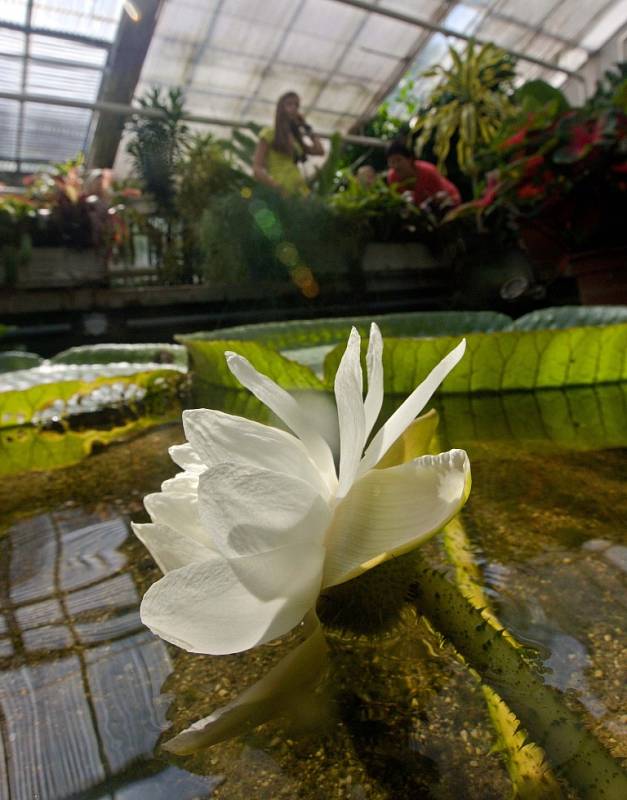 Rozkvetlý leknín (Victoria Cruziana) ve ve sbírkových sklenících Výstaviště Flora 