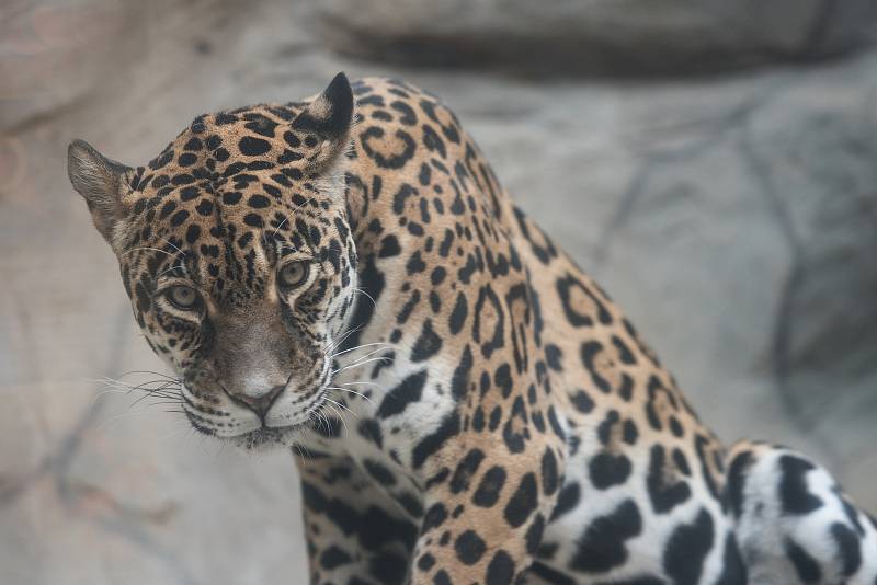 Hezké počasí a bezpočet čerstvě narozených mláďat jsou výzvou k procházce po zoo.