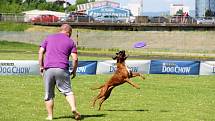 To nejlepší z Dogfrisbee jde o víkendu k vidění v Olomouci