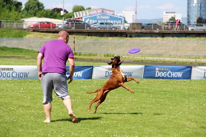 To nejlepší z Dogfrisbee jde o víkendu k vidění v Olomouci