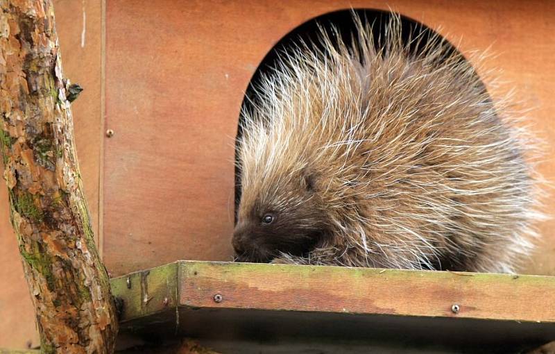 Urzon kanadský v olomoucké zoo