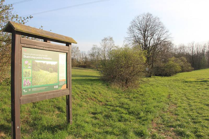 Na skále nedaleko Hněvotína vykvetly tisíce prvosenek jarních. Konec dubna 2021