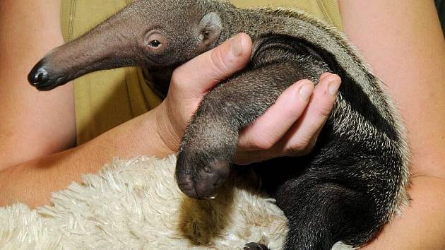 Mládětem mravenečníka velkého se může pyšnit olomoucká zoo na Svatém Kopečku. Je první zoologickou zahradou v ČR, kde se podařilo odchovat mládě tohoto vzácného savce