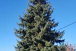 Strom pro vánoční Olomouc 2020: dvanáctimetrový stříbrný smrk vyrostl v Postřelmově.