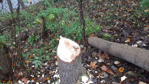 Mezi Moravským Berounem a Domašovem nad Bystřicí shodil místní bobr strom na železniční trať.