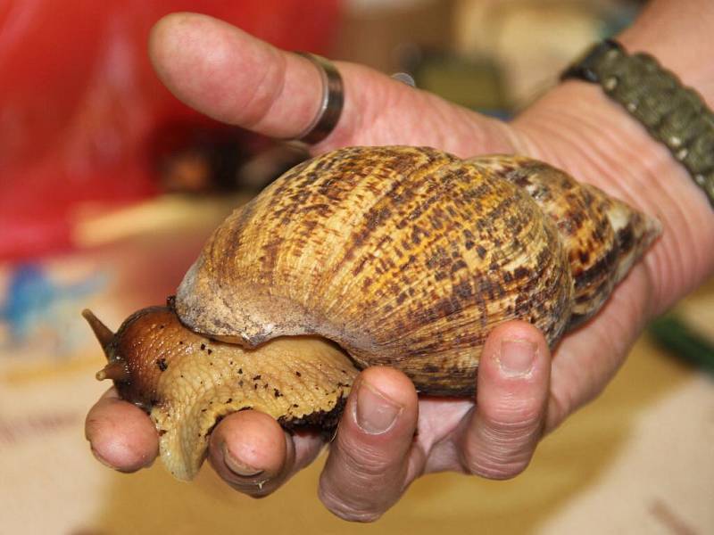 Litovelská dětská výstava domácích mazlíčků v Domě dětí a mládeže.