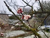 Meruňky v ohrožení. V Olomouci je v úterý odpoledne pokryl sněhový poprašek. Poškodit kvetoucí ovocné dřeviny může ranní mráz, před kterým vydal varování ČHMÚ.