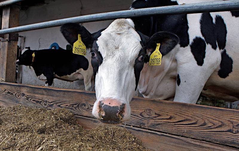 Doubravský dvůr u Červenky - farma Václava a Šárky Osičkových