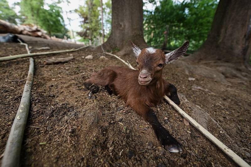 Hezké počasí a bezpočet čerstvě narozených mláďat jsou výzvou k procházce po zoo.