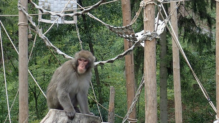 Vyřazené hasičské hadice využijí primáti v Zoo Olomouc.