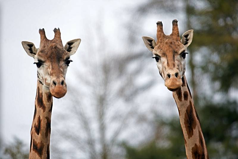 Uzavřená Zoo Olomouc na začátku února 2021