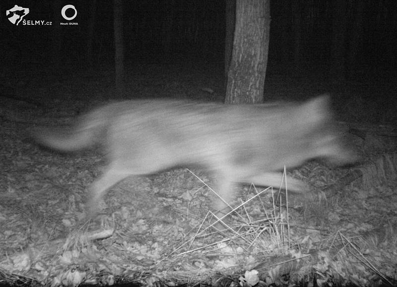Díky monitoringu Vlčích hlídek Hnutí Duha se letos v březnu podařilo zachytit vlka v Litovelském Pomoraví. Ochranáři jej zaznamenali nedaleko Mladče, březen 2022.