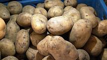 Od těch běžných se velmi rané brambory liší zejména velmi tenkou slupkou a malým obsahem škrobu