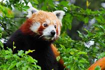 Zoo Olomouc se rozrostla o pandy červené.