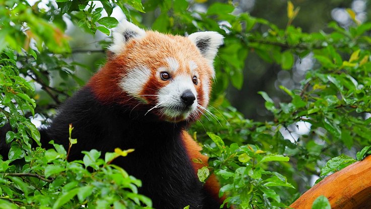 Zoo Olomouc se rozrostla o pandy červené.