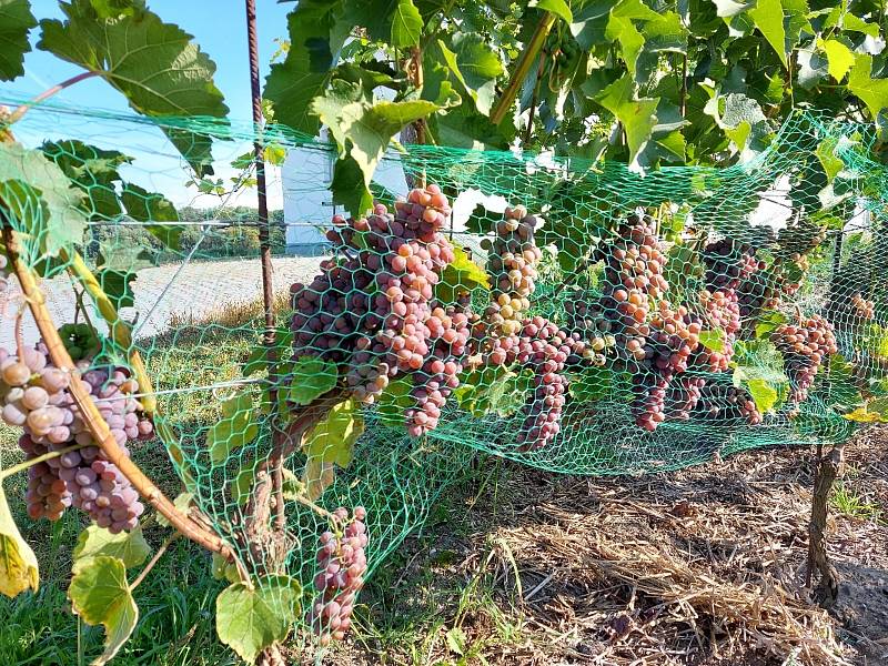 Vinobraní 2021 ve Střeni.