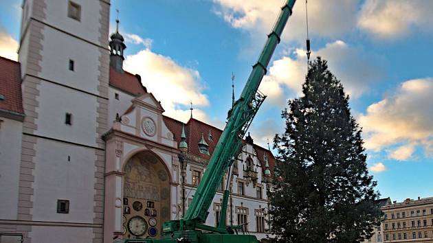 Kácení vánoční borovice na olomouckém Horním náměstí