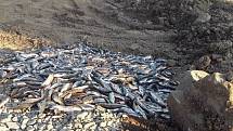 Hasiči zasahují u masivního úhynu ryb v řece Bečvě, 21. 9. 2020