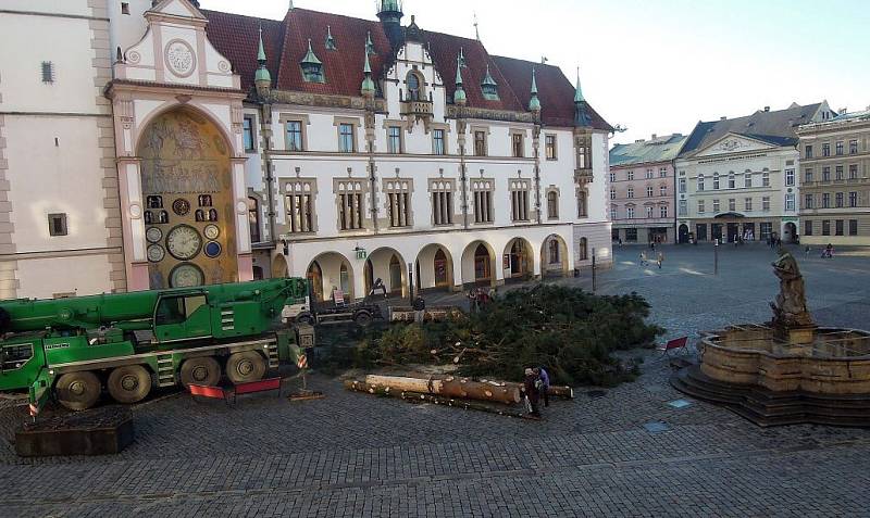 Kácení vánoční borovice na olomouckém Horním náměstí