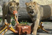 Olomoucká zoo se loučí se dvěma sympaťáky – lvy berberskými.