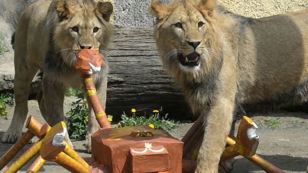 Olomoucká zoo se loučí se dvěma sympaťáky – lvy berberskými.