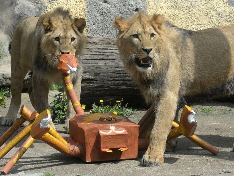 Olomoucká zoo se loučí se dvěma sympaťáky – lvy berberskými.