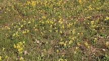 Na skále nedaleko Hněvotína vykvetly tisíce prvosenek jarních. Konec dubna 2021