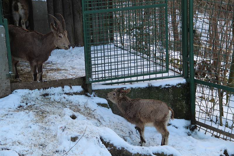 Procházka zasněženou ZOO na Svatém Kopečku - 22. 1. 2022