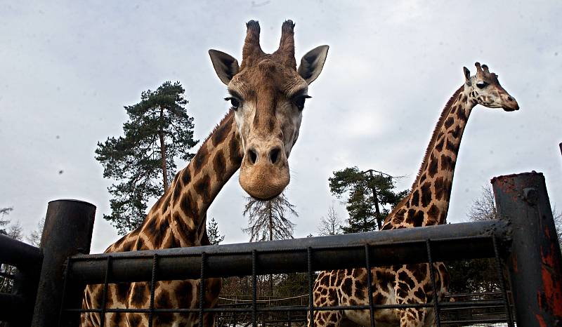 Uzavřená Zoo Olomouc na začátku února 2021