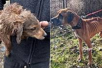 V Loučce na Litovelsku objevili týrané psy a ovce chované v naprosto nevyhovujících podmínkách. Vlevo zubožená německá doga zabavená spolu s dalším křížencem tohoto plemene na Uničovsku
