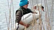 Pokus i záchranu labutího samce na Olomouckém rybníku v Litovli