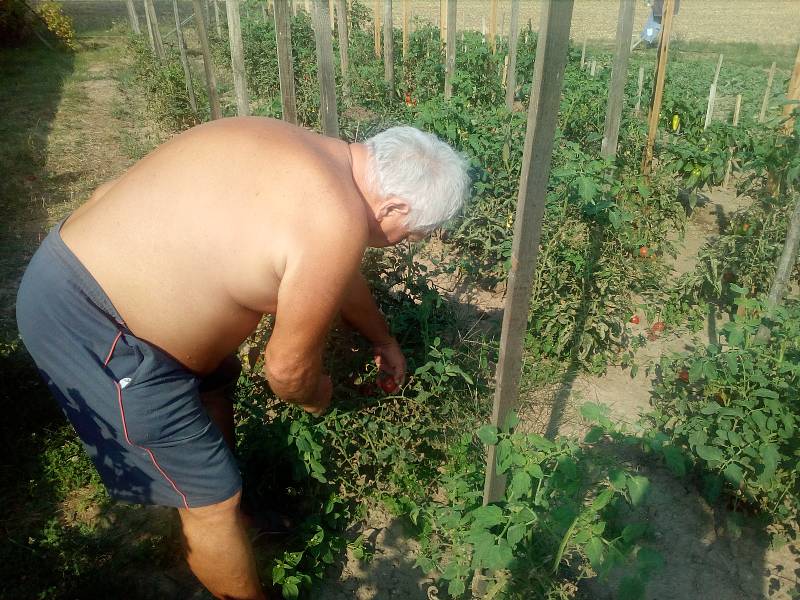 Pěstitelé rajčat na Litovelsku si zoufají. Úrodu jim letos likviduje cizokrajný škůdce - motýl makadlovka,Tuta Absoluta.