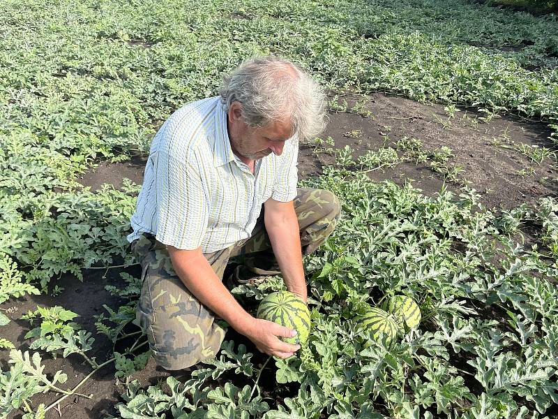 Melounová plantáž nedaleko Olomouce. Pěstitel Ladislav Kašpar chystá samosběr, 28. července 2021