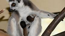 V srpnu přibyla ke třem jarním mláďatům lemurů kata ještě dvojčata.