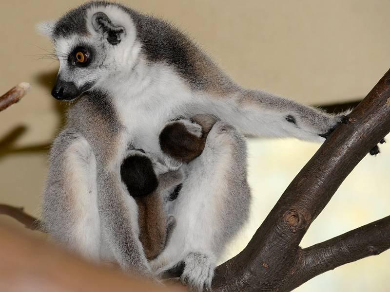 V srpnu přibyla ke třem jarním mláďatům lemurů kata ještě dvojčata.