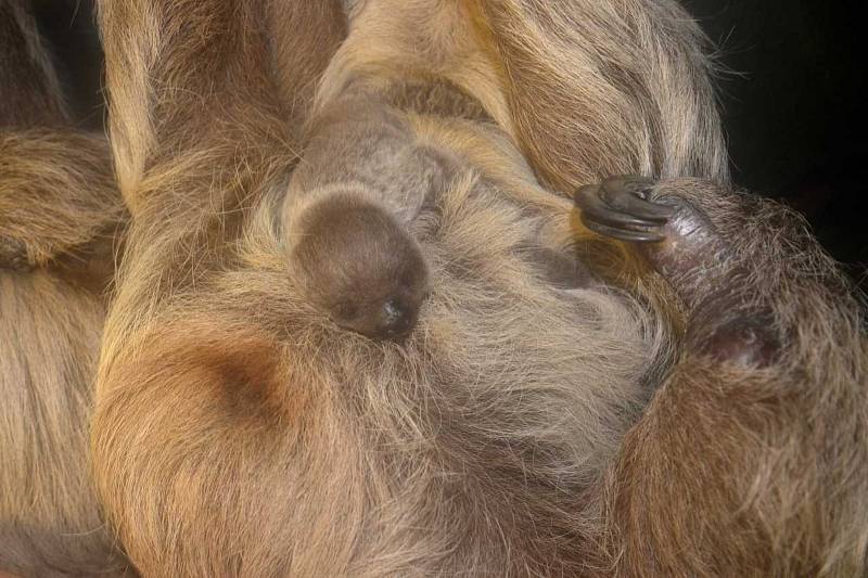 Mládě lenochoda dvouprstého v olomoucké zoo