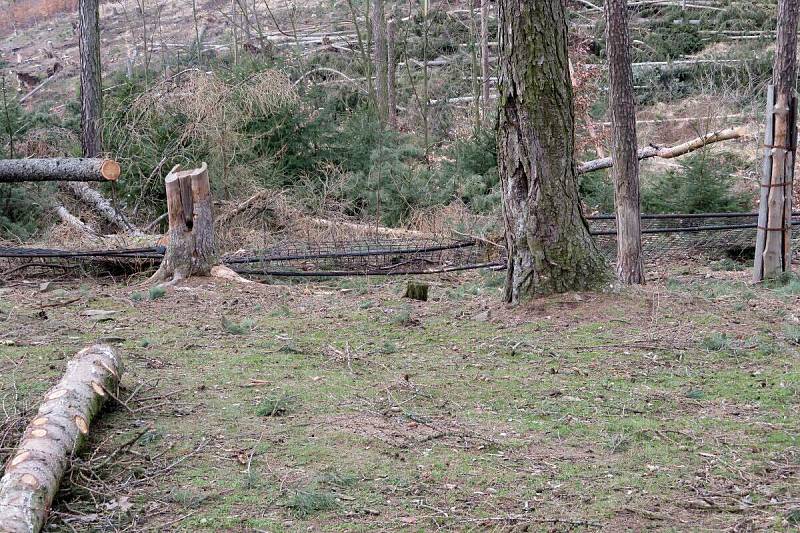 Odstraňování následků vichřice z 11. 3. 2019 v olomoucké zoo