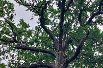 Zdravotní řez památného dubu provedli pracovníci specializované arboristické firmy, červen 2022