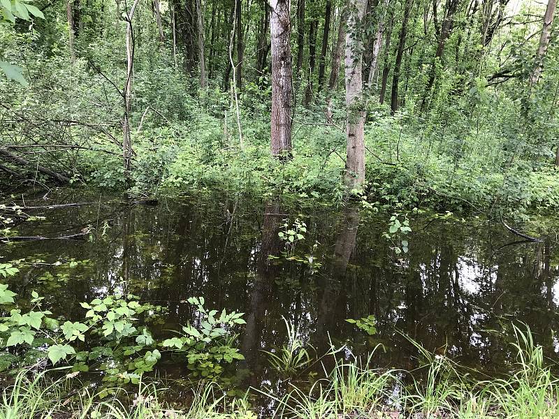 V lužních lesích na Litovelsku jsou zatopena líhniště komárů. V blízkosti obcí provádějí pracovníci opakované postřiky.