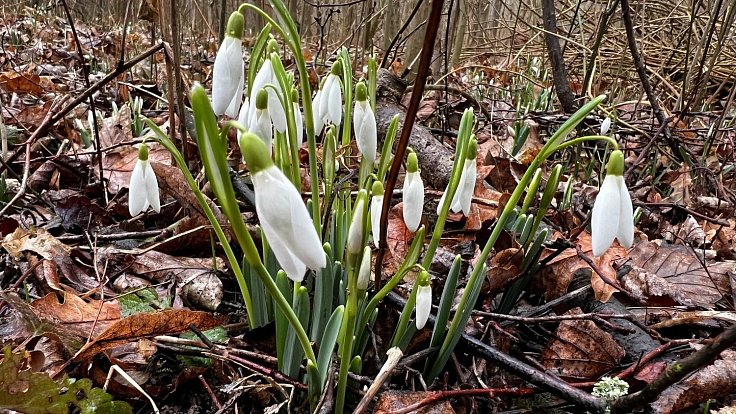Kvetoucí sněženky v Litovelském Pomoraví. Lokalita nedaleko Střeně, 19. února 2023