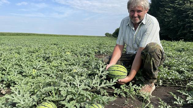 Melounová plantáž nedaleko Olomouce. Pěstitel Ladislav Kašpar chystá samosběr, 28. července 2021