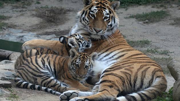 V olomoucké zoo se chystají námluvy vzácných tygrů ussurijských.