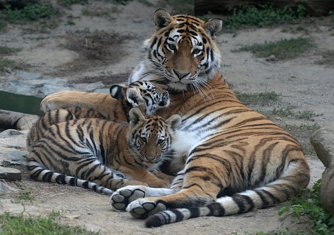 V olomoucké zoo se chystají námluvy vzácných tygrů ussurijských.