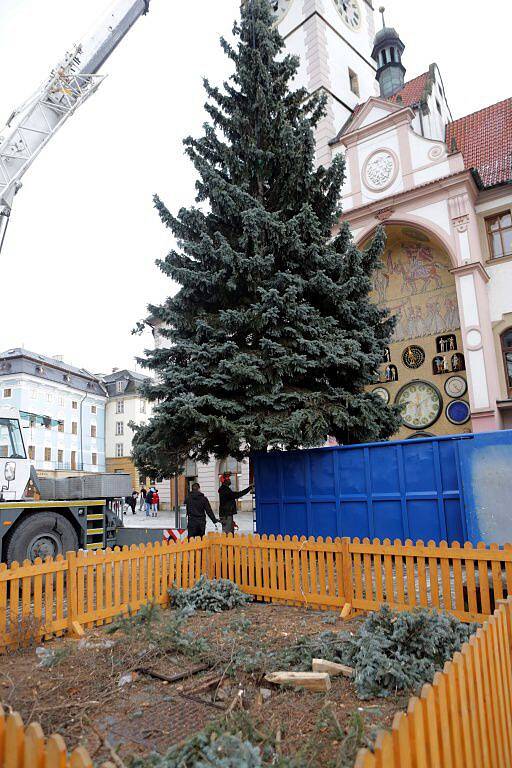 Kácení vánočního stromu v Olomouci