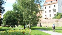 Letničkové záhony v Olomouci