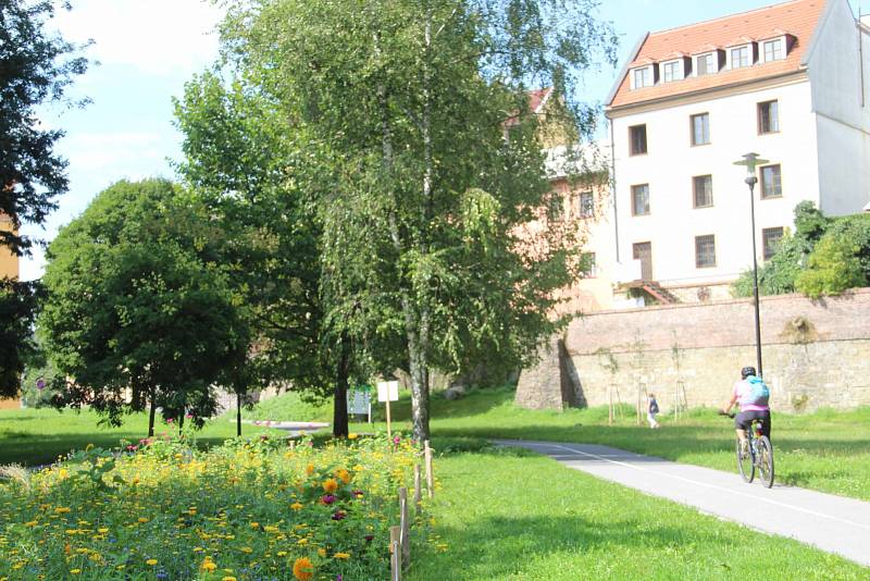 Letničkové záhony v Olomouci